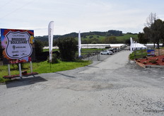 To the location of Speedling in San Juan Bautista. At this location, Hem Genetics, Plant Source International, Vista Farms and Lambert were presenting their varieties and products. 